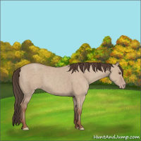 Horse Color:Classic Champagne Dun 