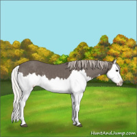Horse Color:Silver Black Splash 