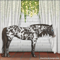 Horse Color:Smoky Black Splash Rabicano  and Smoky Black Splash Appaloosa Rabicano 