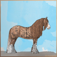 Horse Color:Liver Chestnut  and Gold Champagne Splash 