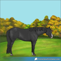 Horse Color:Black Splash 