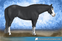 Horse Color:Black Splash Rabicano  and Black Splash Rabicano 