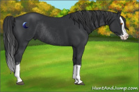 Horse Color:Black Splash Rabicano  and Black Splash Rabicano