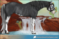 Horse Color:Black Splash Rabicano and Black Splash Rabicano