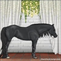 Horse Color:Black  and Black 