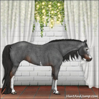 Horse Color:Gray White Spotted Liver Red Roan 