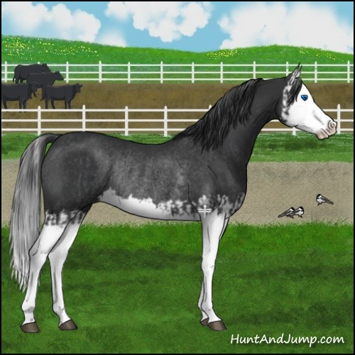 Horse Color:Black Splash Rabicano  and Black Splash Rabicano 