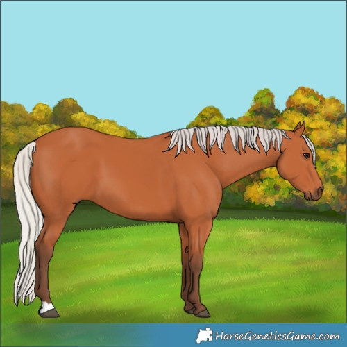 Horse Color:Silver Bay 