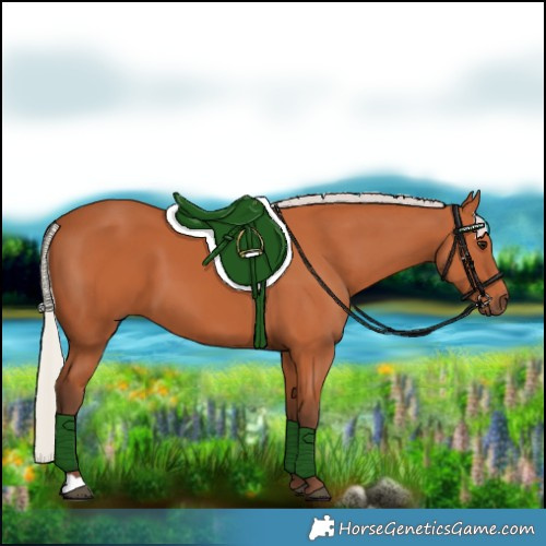 Horse Color:Silver Bay 