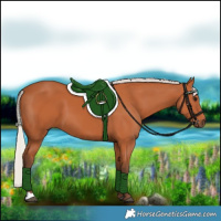 Horse Color:Silver Bay 