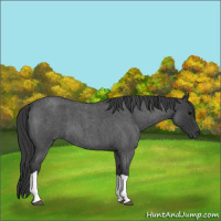 Horse Color:Blue Roan Tobiano 
