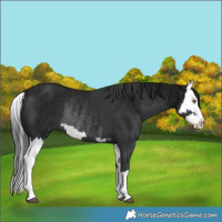 Horse Color:Black Splash Rabicano  and Gray Black Splash Rabicano 