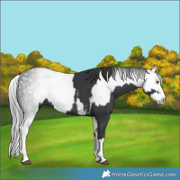 Horse Color:Black Splash Rabicano  and Gray Black Splash Rabicano 