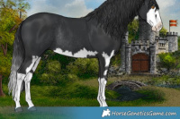 Horse Color:Black Splash Rabicano  and Black Splash Rabicano 
