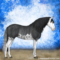 Horse Color:Black Splash Rabicano  and Black Splash Rabicano 