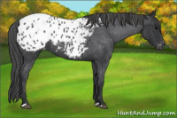 Horse Color:Blue Roan Appaloosa