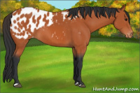 Horse Color:Bay Appaloosa 