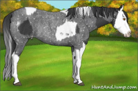 Horse Color:Black Splash Tobiano Rabicano  and Blue Roan Splash Snowflake Varnish Rabicano 