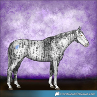 Horse Color:Black Splash Rabicano  and Gray Black Splash Rabicano 