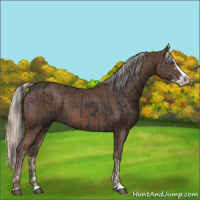 Horse Color:Black Splash Rabicano  and Silver Black Splash Rabicano 