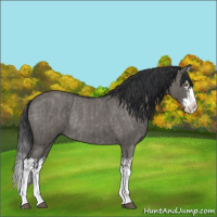 Horse Color:Grullo Roan Splash Rabicano  and Grullo Roan Splash Rabicano 