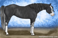 Horse Color:Black Splash Rabicano  and Black Splash Rabicano 