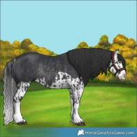 Horse Color:Black Splash Rabicano and Black Splash Rabicano