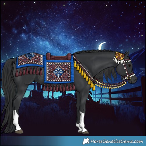 Horse Color:Black Tobiano Rabicano 