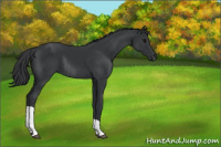 Horse Color:Black Tobiano Rabicano