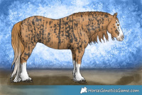 Horse Color:Black Splash Rabicano  and Chestnut Splash Rabicano 