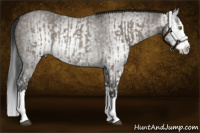 Horse Color:Grullo Splash Rabicano and Gray Grullo Splash Rabicano