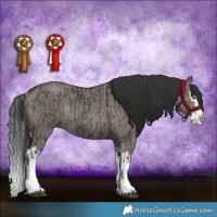 Horse Color:Black Splash Rabicano and Grullo Splash Rabicano