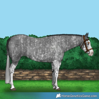 Horse Color:Blue Roan Splash Rabicano  and Blue Roan Splash Rabicano 
