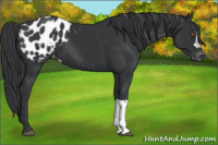 Horse Color:Black Appaloosa 