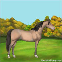 Horse Color:Amber Champagne 