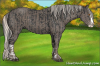 Horse Color:Black Splash Rabicano and Silver Black Splash Rabicano