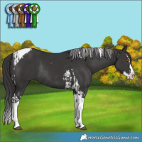Horse Color:Black Splash Tobiano Rabicano  and Smoky Black Splash Tobiano Rabicano 
