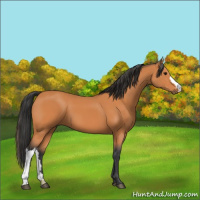 Horse Color:Bay 