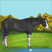 Horse Color:Black Splash Rabicano and Black Splash Rabicano