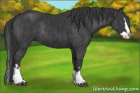 Horse Color:Black Splash Rabicano  and Black Splash Rabicano 