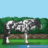 Horse Color:Black Tobiano Frame Appaloosa 