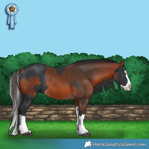 Horse Color:Black Splash Rabicano  and Bay Splash Rabicano 