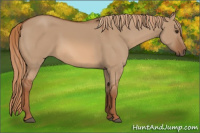 Horse Color:Red Dun 