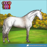 Horse Color:Gray Red Dun 