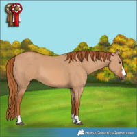 Horse Color:Red Dun
