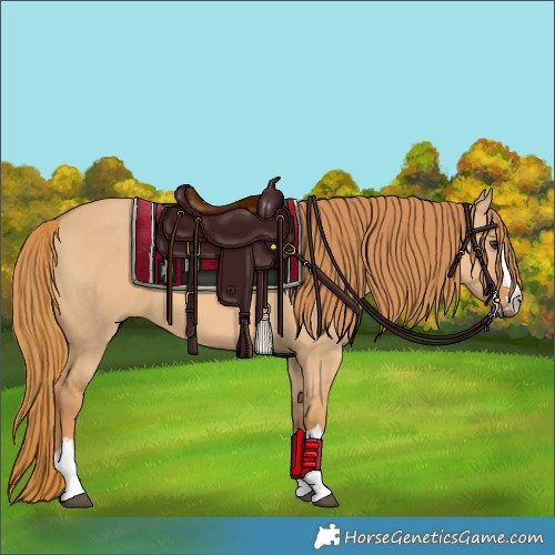 Horse Color:Red Dun 