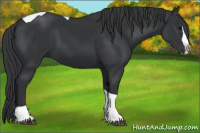 Horse Color:Black Splash Tobiano