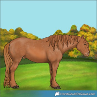 Horse Color:Chestnut Appaloosa 