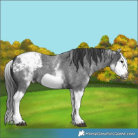 Horse Color:White Spotted Blue Roan Splash Frame Appaloosa 