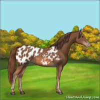 Horse Color:Chestnut Appaloosa 